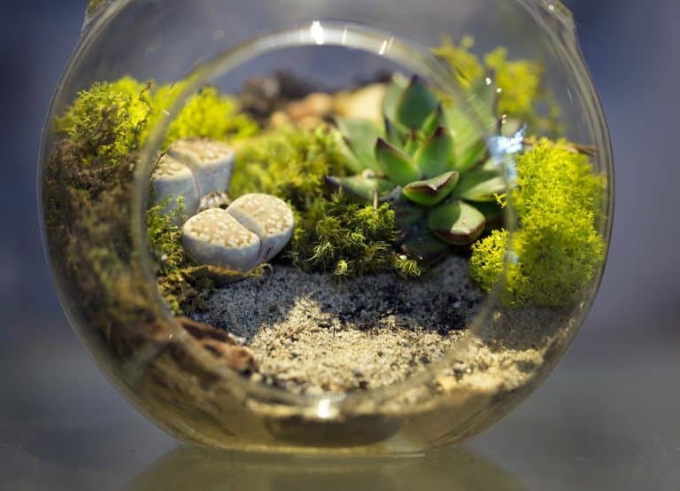 Astuce déco intérieure verte : le terrarium