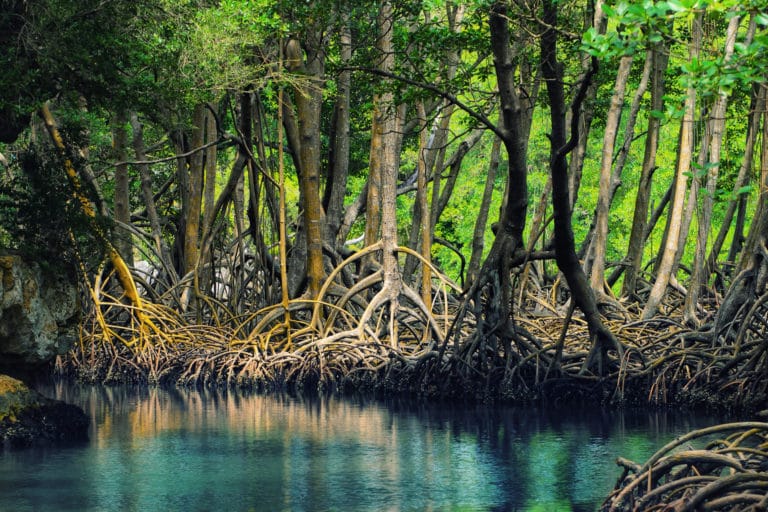 Un endroit paisible pour un voyage écolo : la forêt de mangrove de Picavaram