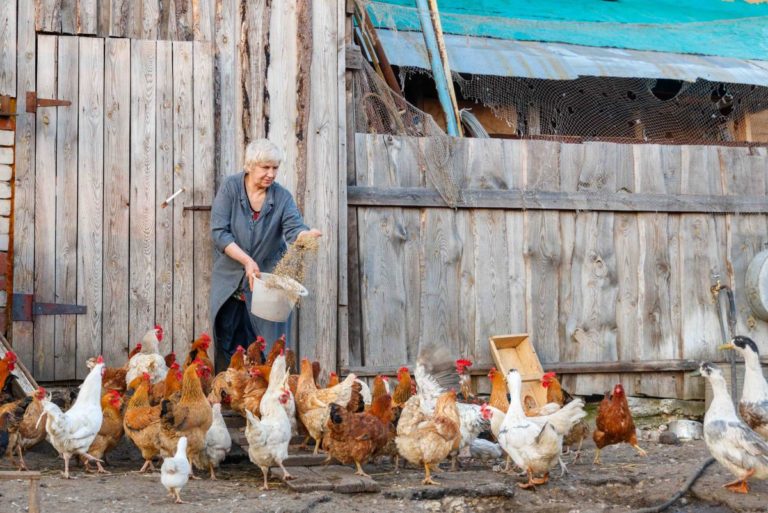 Le bénéfice de l’alimentation bio pour les animaux domestiques