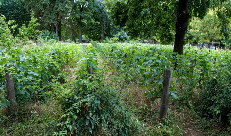 Comment avoir un jardin écologique à la maison ?