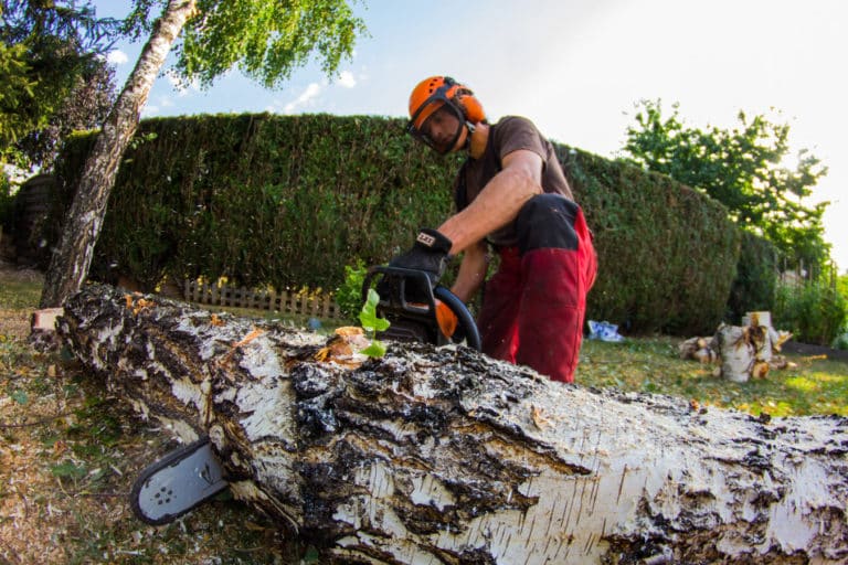 Comment organiser l’abattage d’un arbre ?