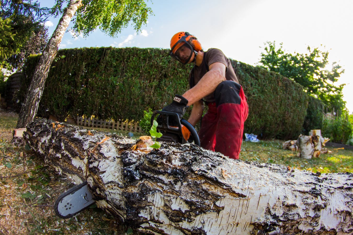 Comment organiser l’abattage d’un arbre ?