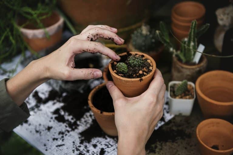 L’impact environnemental de vos aliments