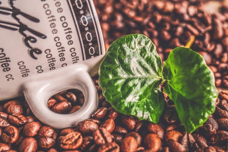 Le café vert est-il sain ?
