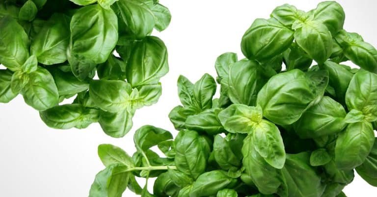 Comment organiser un atelier de cuisine végétalienne ?