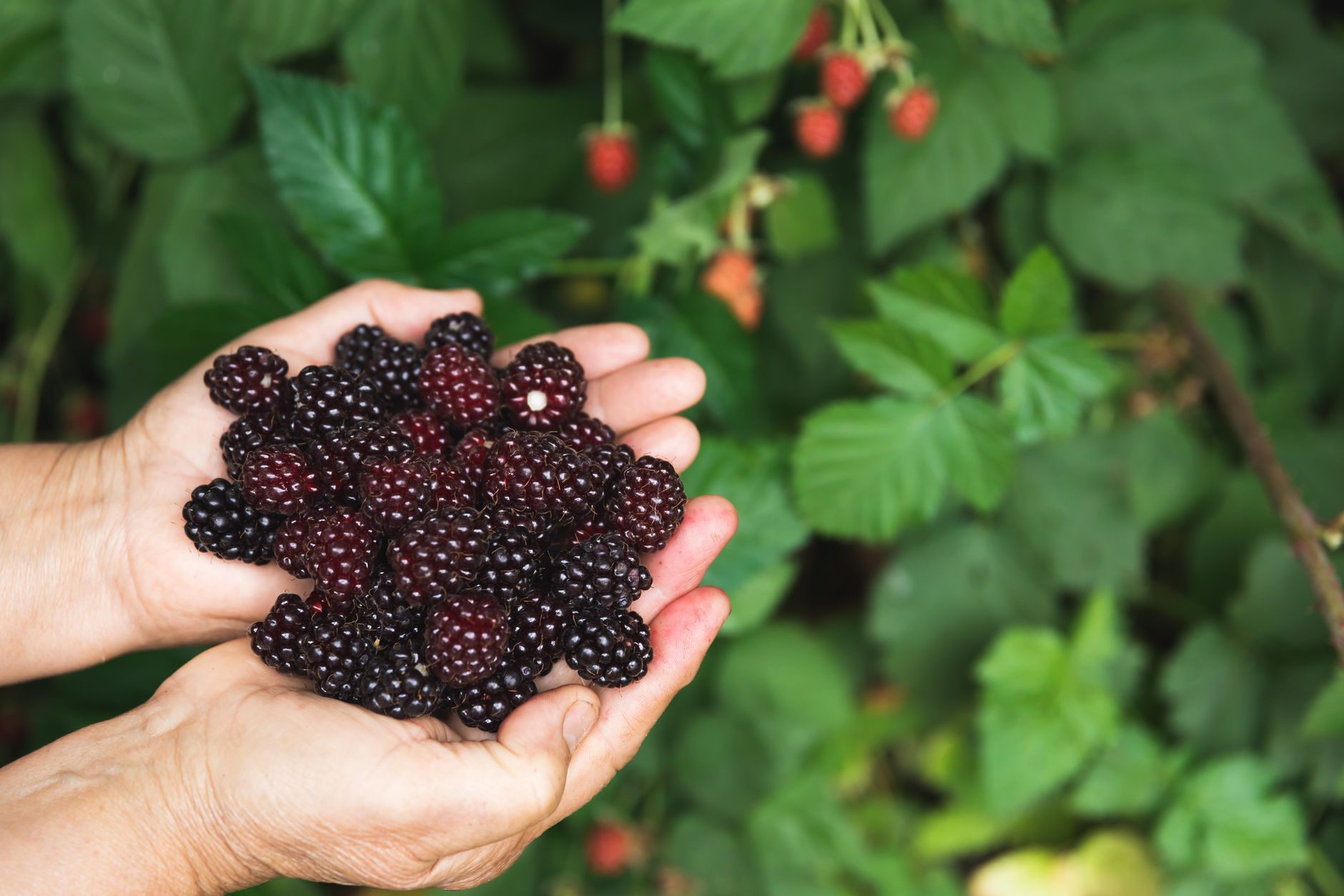 Quels fruits sauvages peut-on cueillir et savourer ?