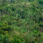 Comment pratiquer une randonnée écotouristique en forêt tropicale ?
