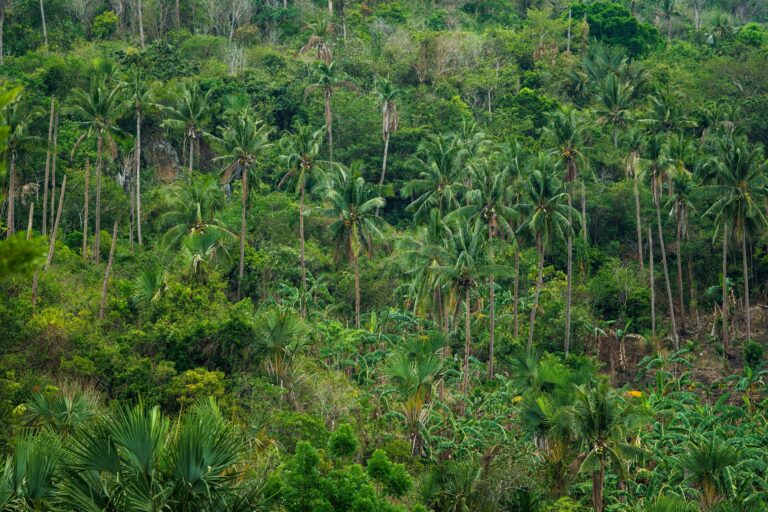 Comment pratiquer une randonnée écotouristique en forêt tropicale ?