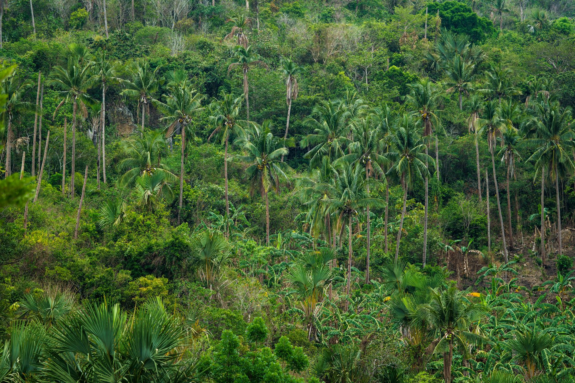 Comment pratiquer une randonnée écotouristique en forêt tropicale ?