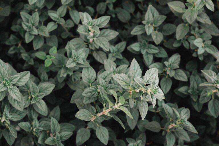 Comment récolter efficacement des plantes aromatiques sauvages ?