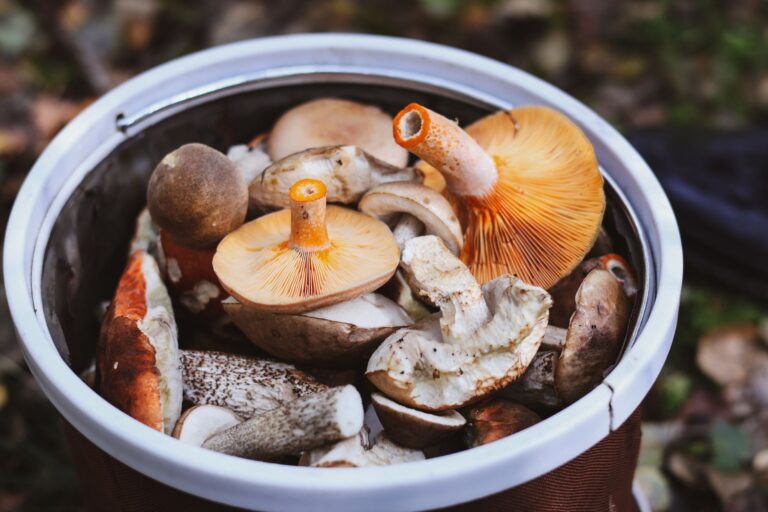 Comment réussir sa cueillette de champignons sauvages ?