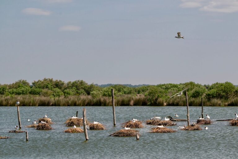 Comment promouvoir le tourisme durable dans une réserve naturelle ?