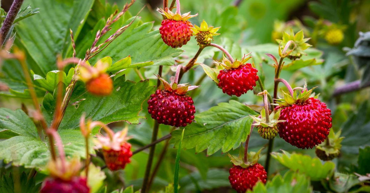 Quelles plantes sauvages peut-on cueillir pour se nourrir ?
